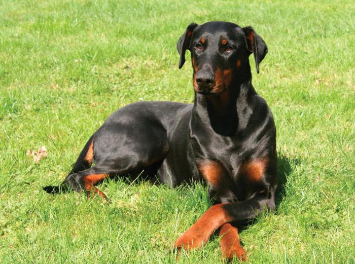 qualities of dobermans