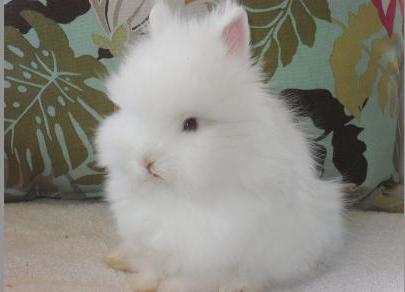 карликовый кролик фото