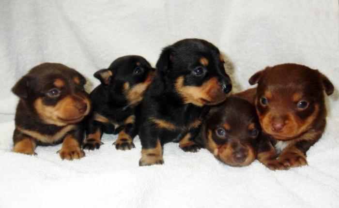 lancashire healer puppies