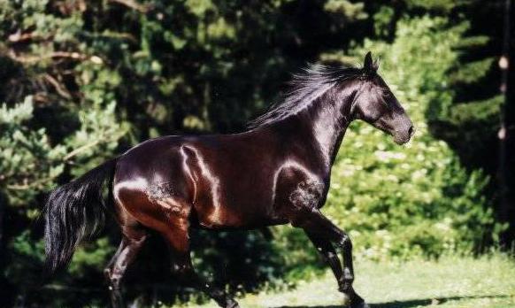 кабардинская порода лошадей описание экстерьера