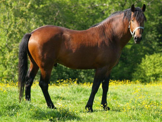 кабардинская порода лошадей характеристика