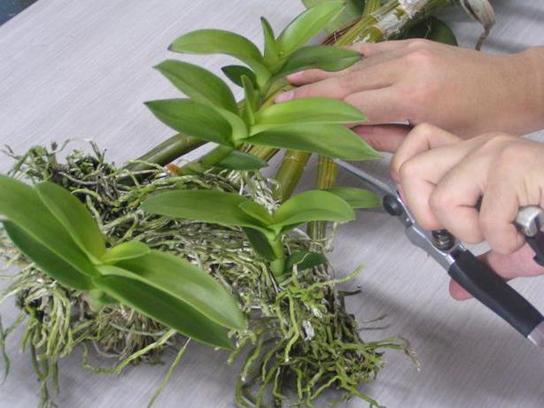 как отсадить деток орхидеи без корней