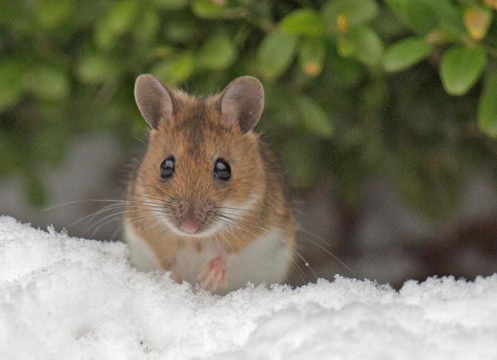 yellow-throated mouse red book