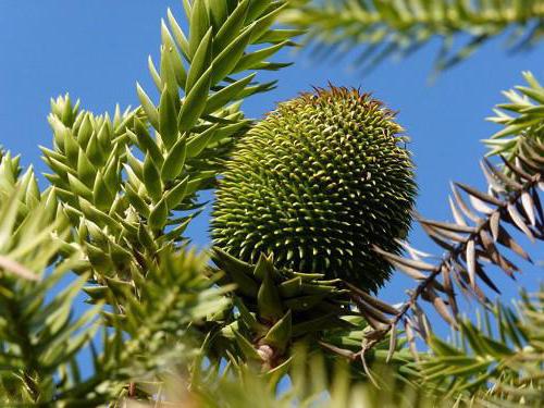 araucaria chilean description