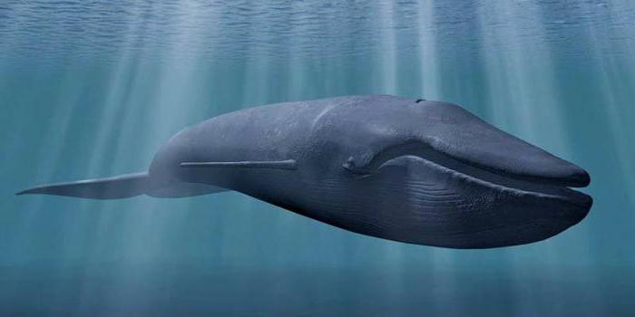  синий кит самое крупное животное в мире