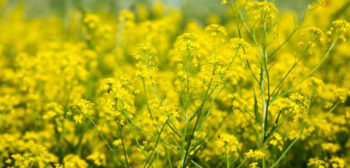  аллергия на пыльцу сорных трав