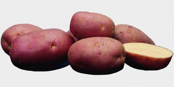 сорт картофеля лабелла