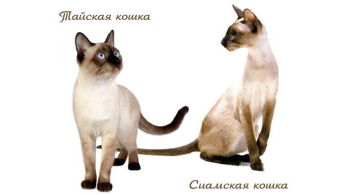  сиамская и тайская кошка отличия характера