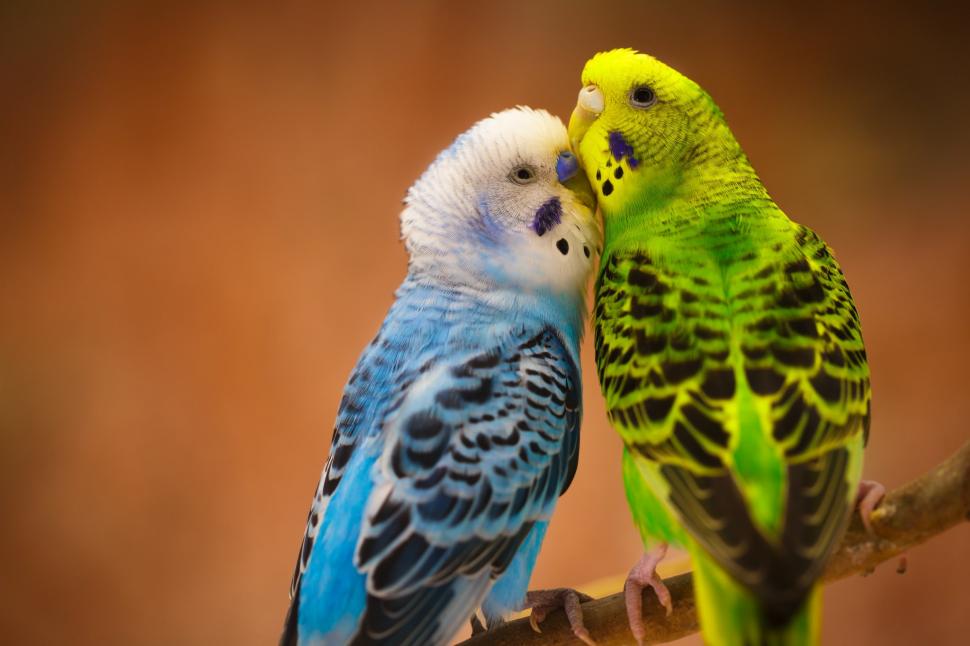 цвета волнистых попугаев