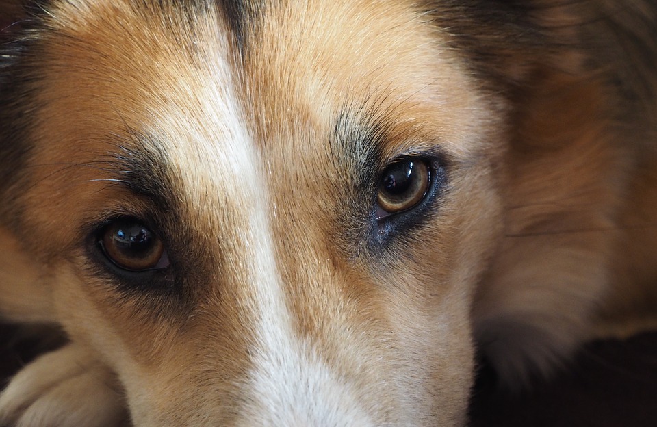 Симптомы блефарита у собак