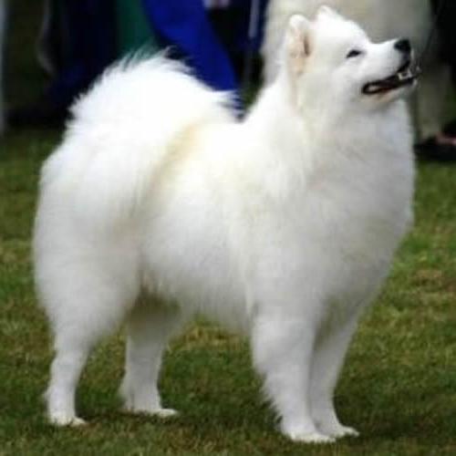 dog breed samoyed photo