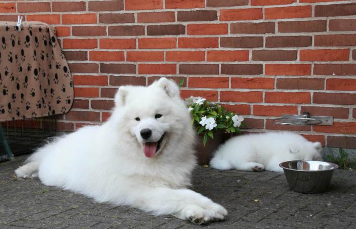 dog breed samoyed Price