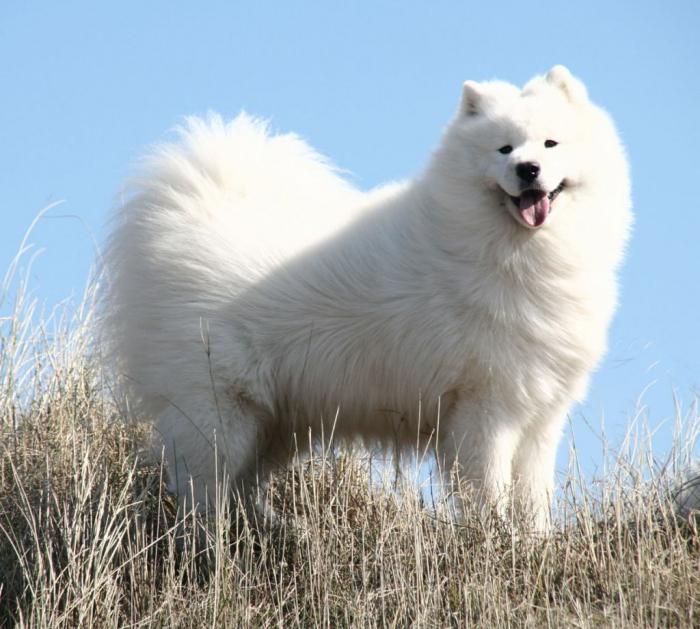 dog breed samoyed pics Price