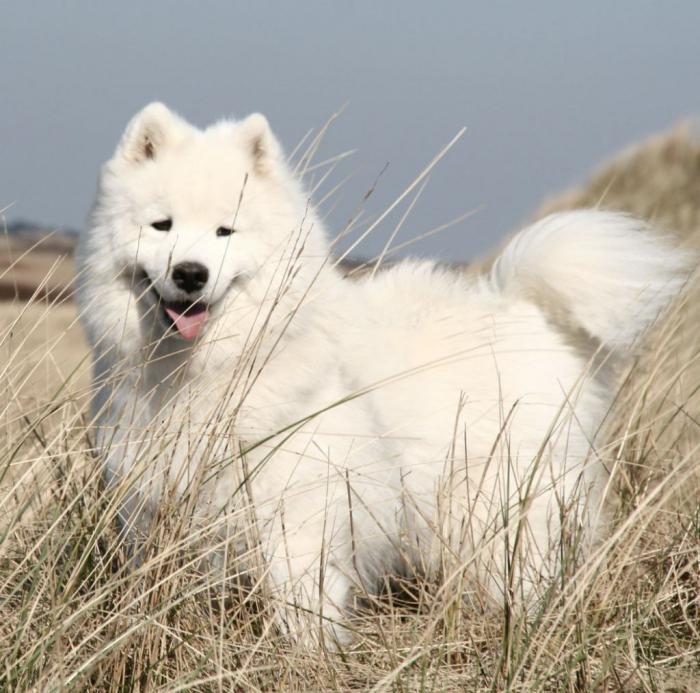 Samoyed breed description