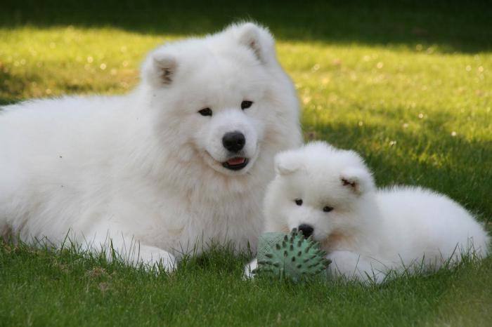 Samoyed breed characteristic