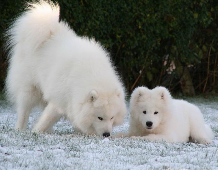 Samoyed breed