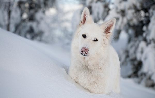 swiss shepherd dog reviews