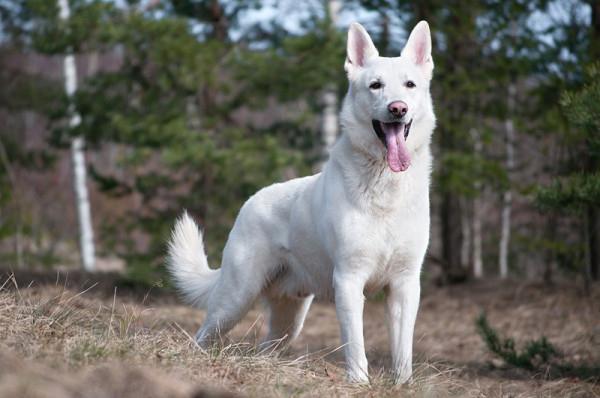 breed shepherd