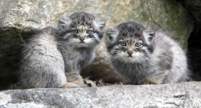 steppe cat photo