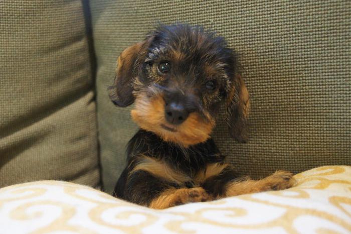 dachshund wire-haired puppies