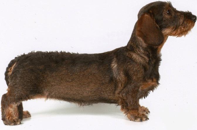 rabbit dachshund wire-haired