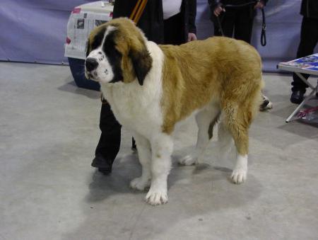 московская сторожевая собака