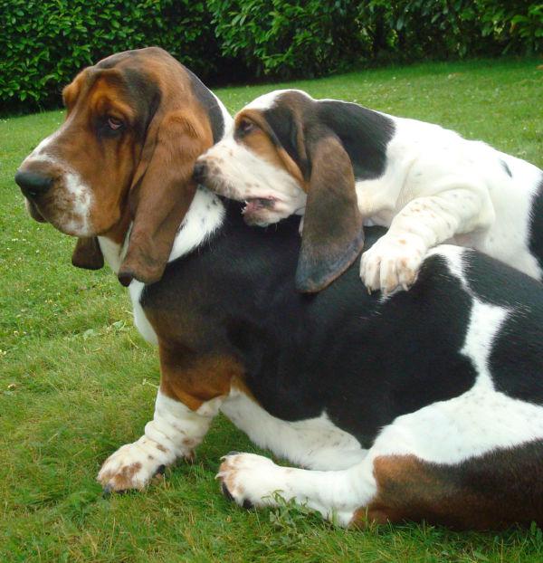 basset hound puppies