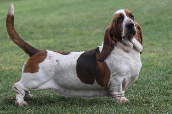 basset hound photo