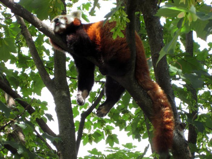 red panda in the Moscow zoo