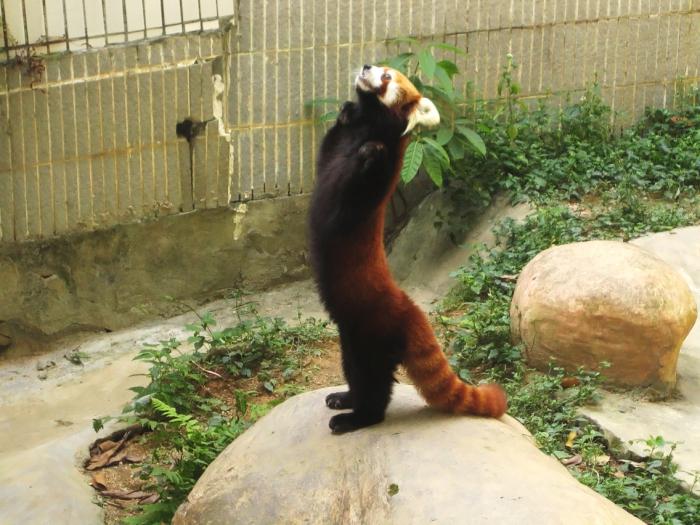 малая рыжая панда