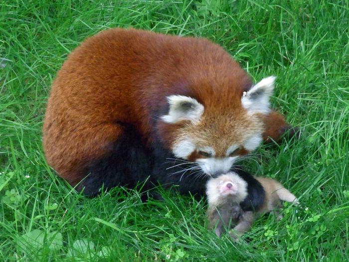 малая панда рыжая панда