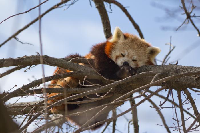 ginger baby panda