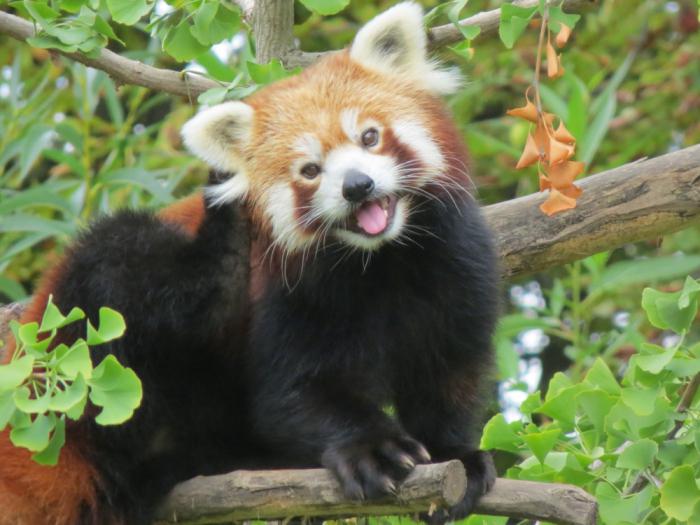 рыжая панда в московском зоопарке