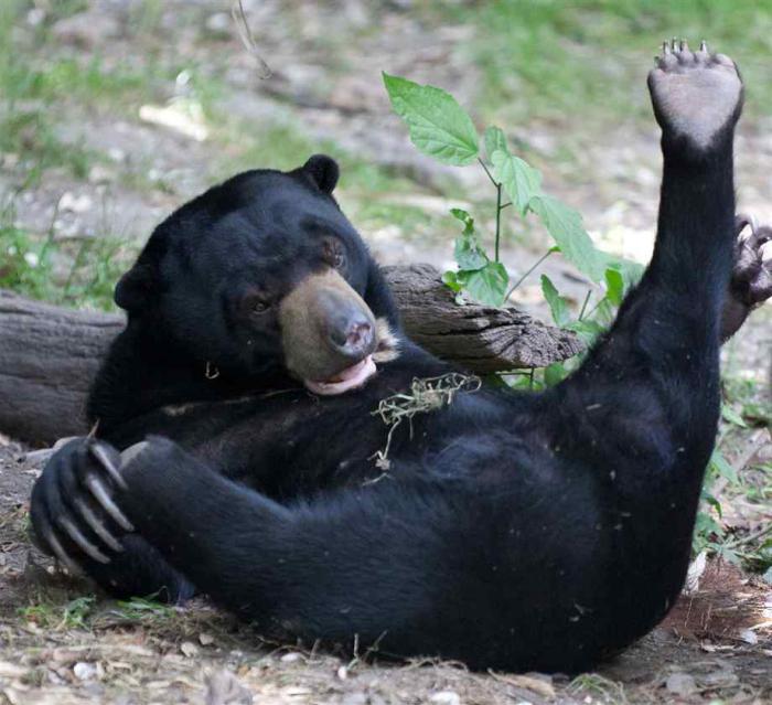 бируанг солнечный медведь малайский медведь