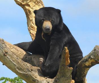 малайский медведь самый редкий вид