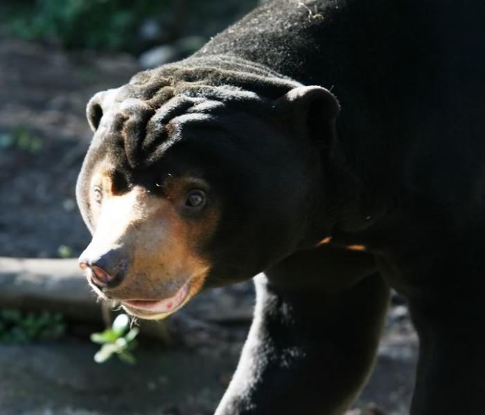 маленький но сильный малайский медведь