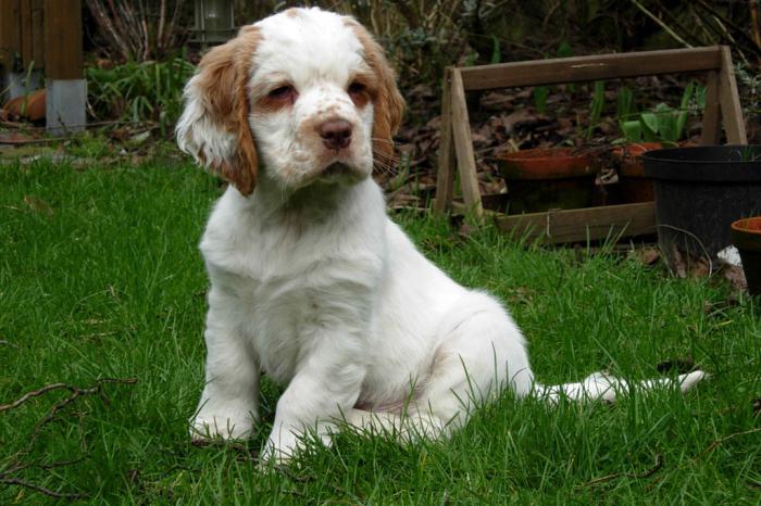 clumber spaniel puppies