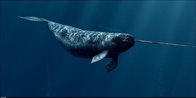 animal narwhal