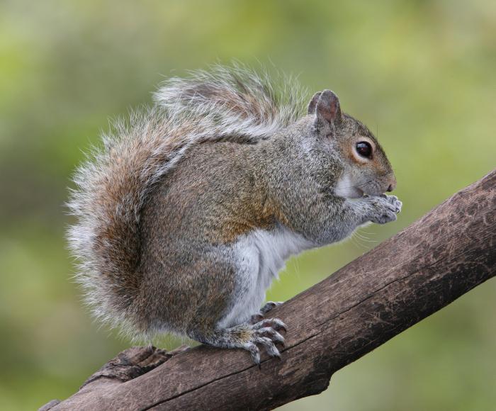 wild animals squirrel