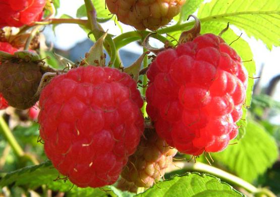 raspberry seedlings