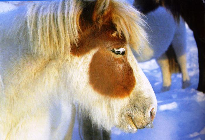 якутская лошадь строение характеристики