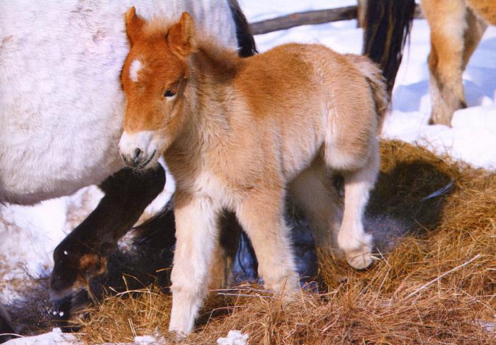 якутская порода лошадей лошади и пони