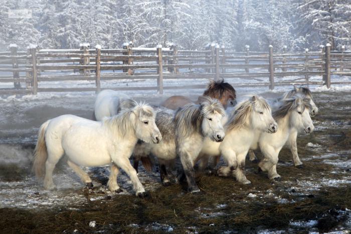 описание экстерьера якутской породы лошади