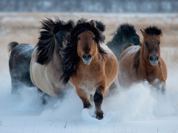 якутская лошадь удивительные лошади