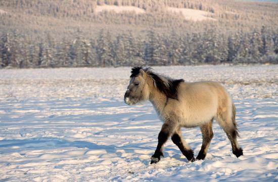 якутская лошадь цена