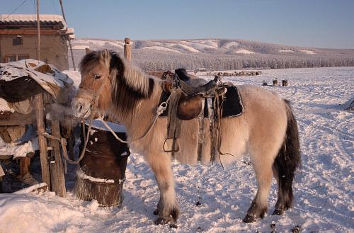 якутская порода лошадей
