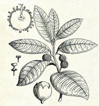 dairy tree grows in south america