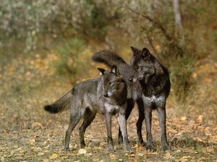  волк и волчица