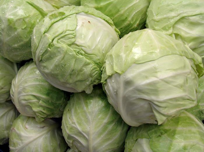 cabbage leaf medicinal properties for edema