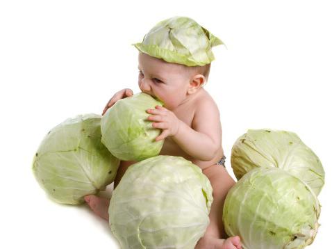 what are the healing properties of cabbage leaf